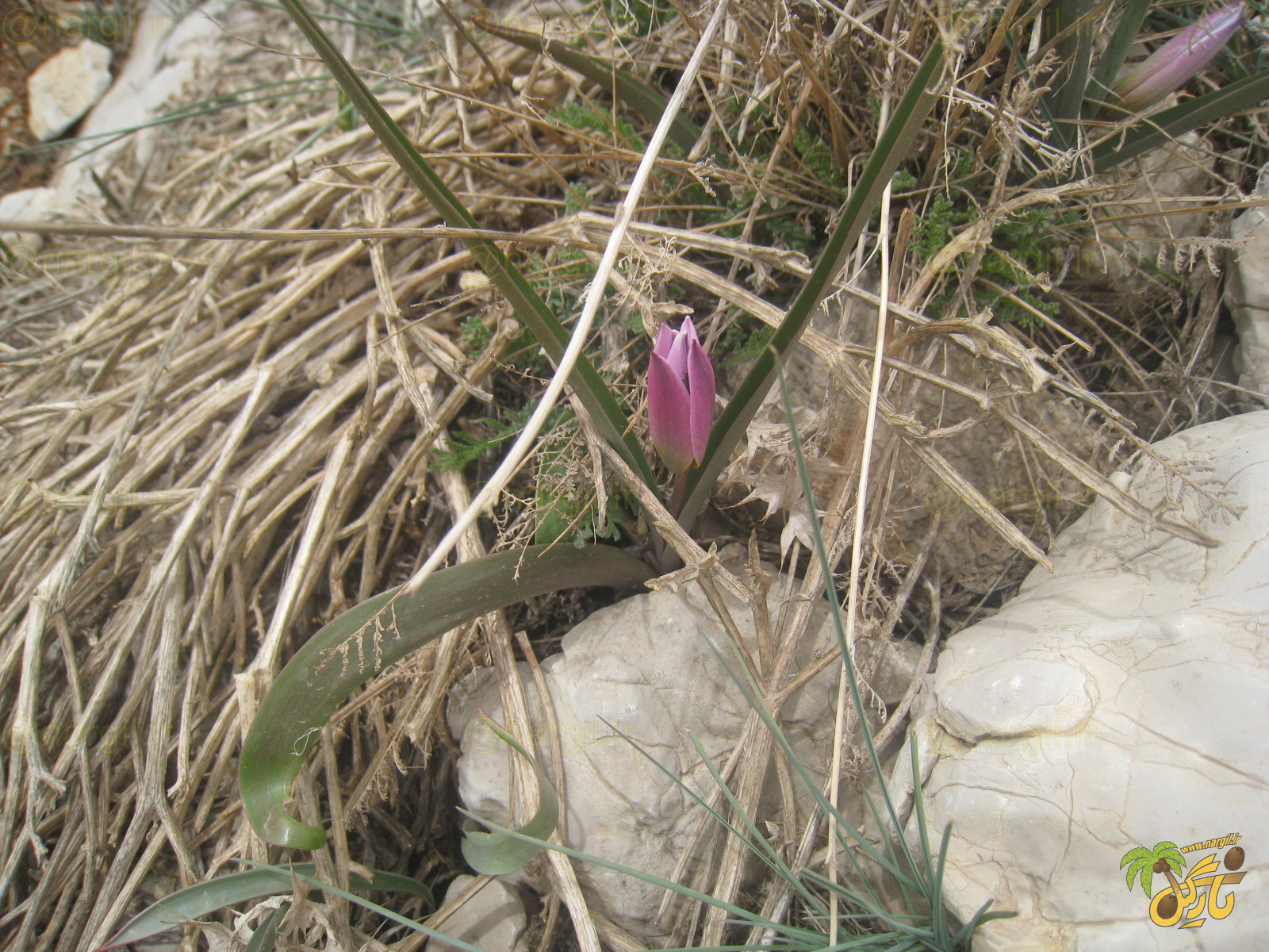 لاله ریزه